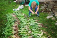 Why We Should Protect Wild Ramps and Their Habitat