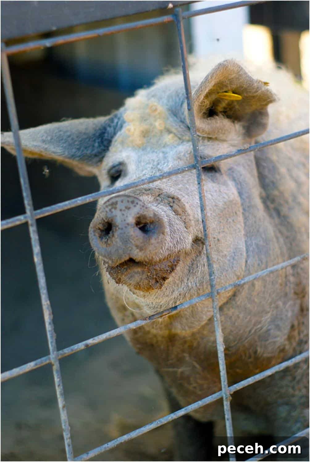 Discover Michigan: Road Trips, Lakes and Outdoor Activities 7 large pig with curly hair behind a fence