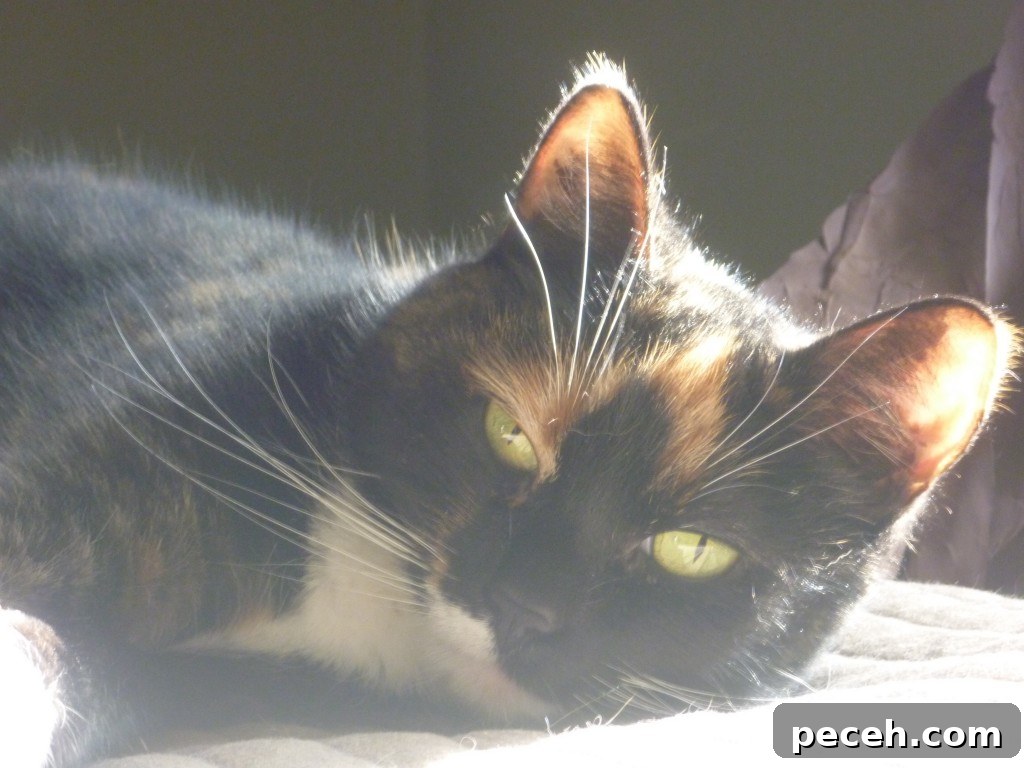 Rabbit the cat