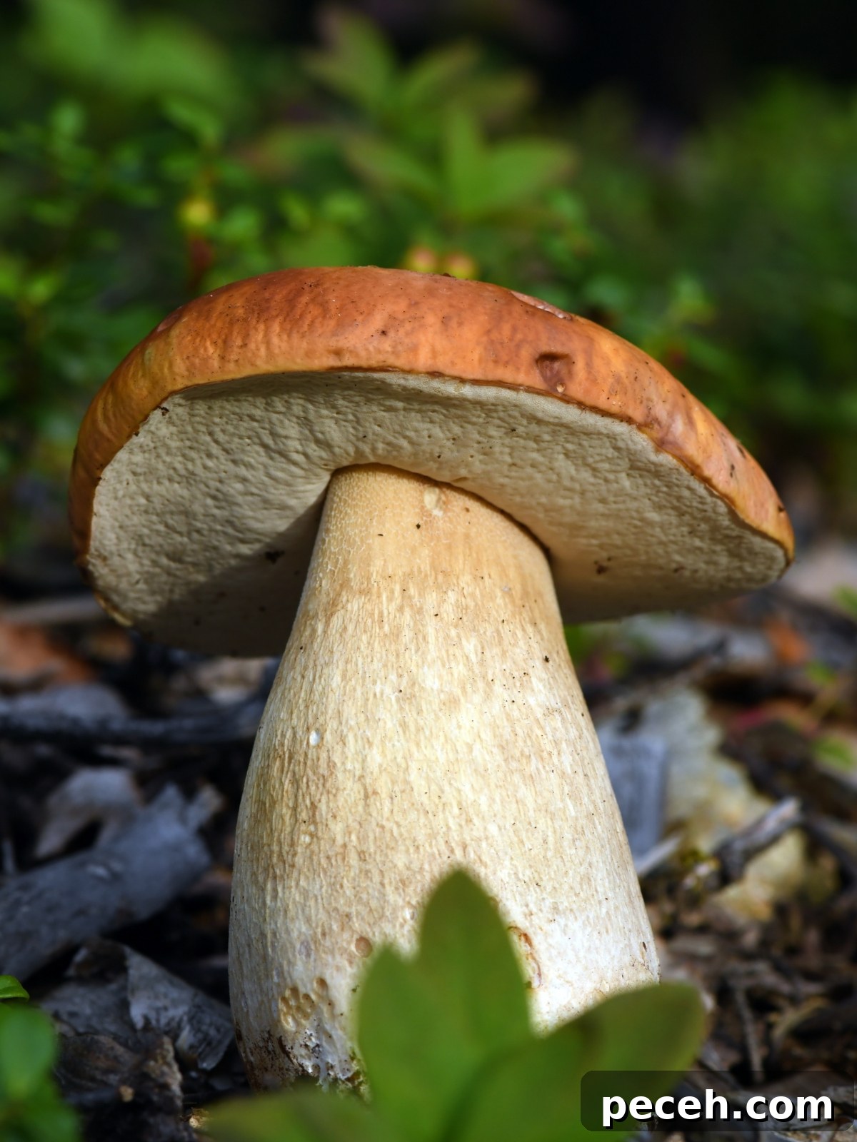 Foraging King Bolete and Other Bolete Mushrooms: Identification & Tips 3 Boletes