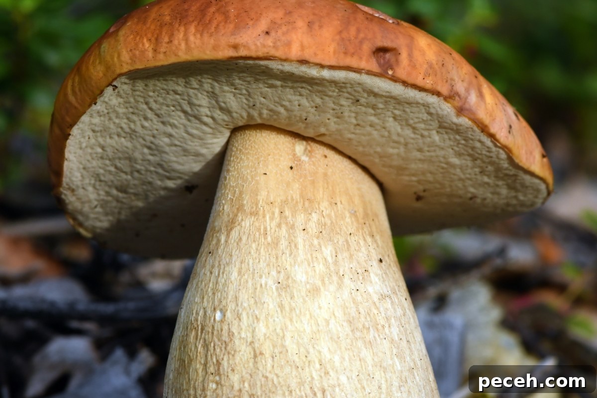 Foraging King Bolete and Other Bolete Mushrooms: Identification & Tips 4 Boletes