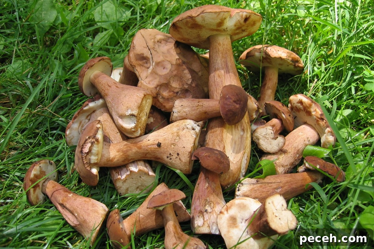 Foraging King Bolete and Other Bolete Mushrooms: Identification & Tips 5 Old Boletes