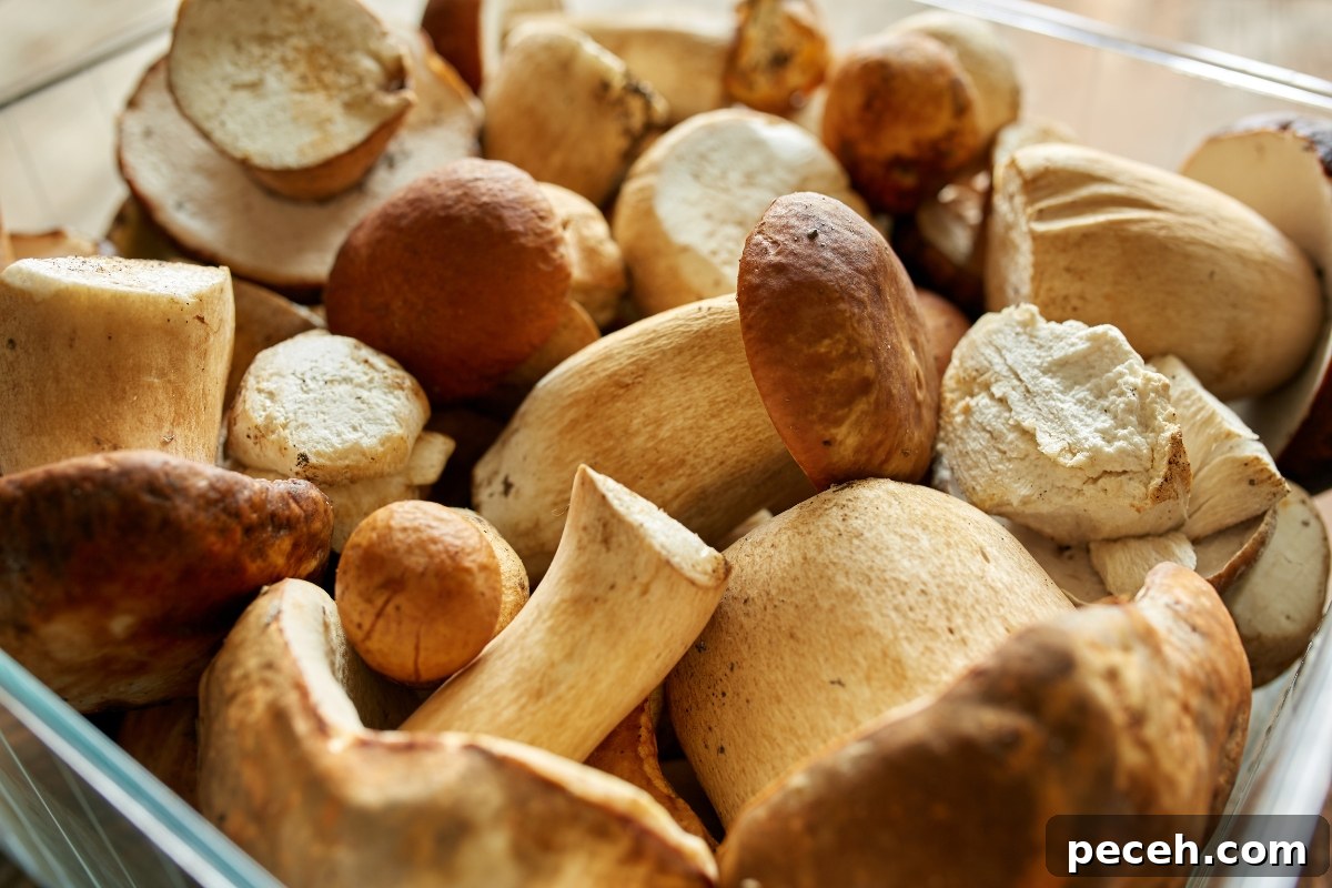 Foraging King Bolete and Other Bolete Mushrooms: Identification & Tips 9 Boletes