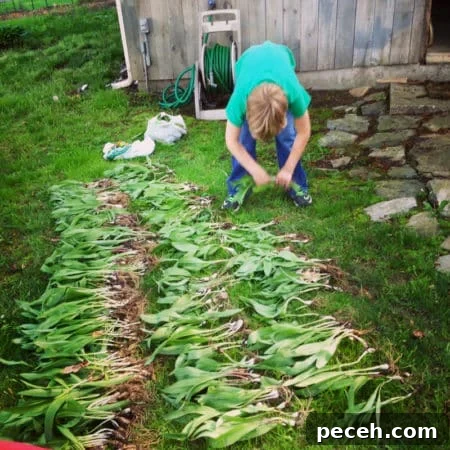 Why We Should Protect Wild Ramps and Their Habitat 2 Charlie cleaning ramps