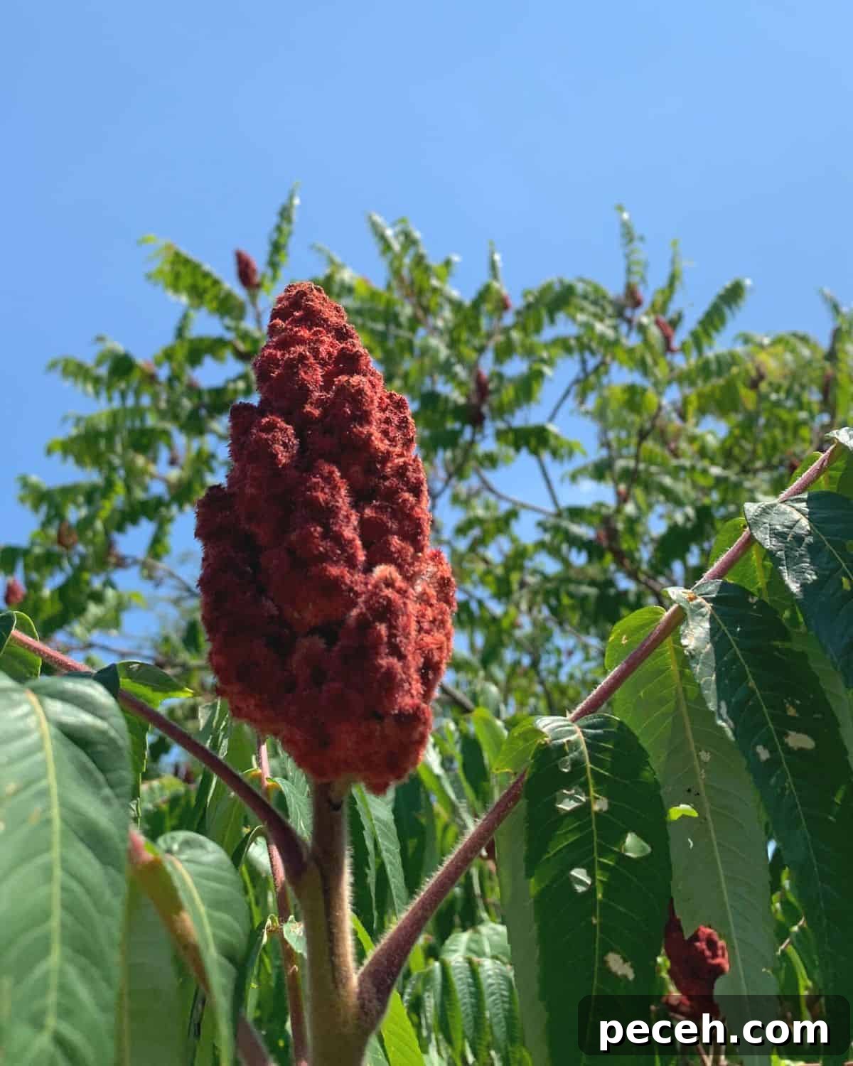 Sumac: History, Culinary Uses and Top Recipes 3 Sumac berries on a bush in the wild.