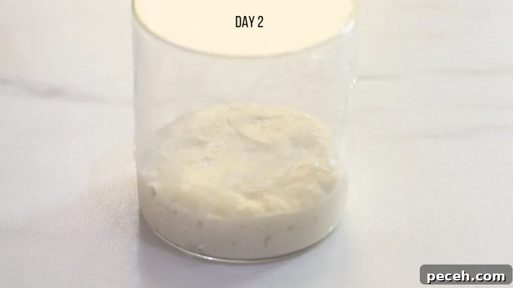 easy sourdough starter