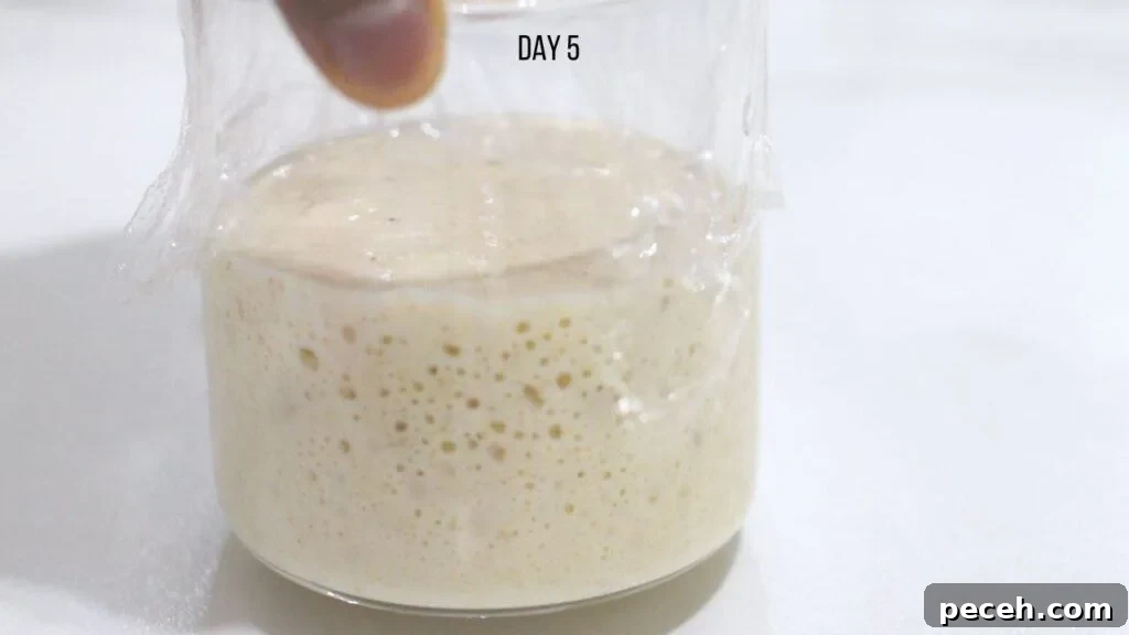 making sourdough starter from scratch