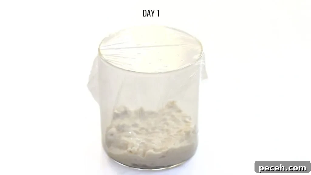 easy sourdough starter recipe