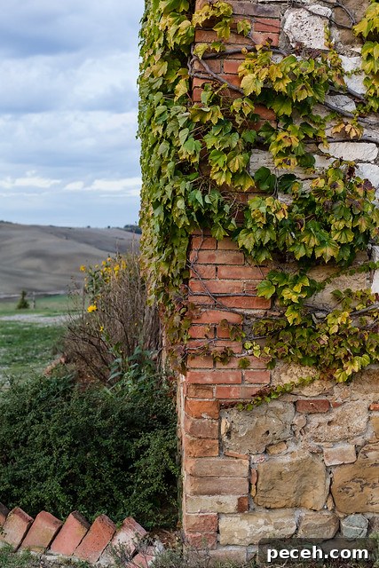 il Rigo