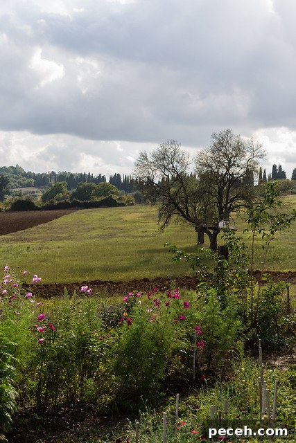 Fiori di Puscina