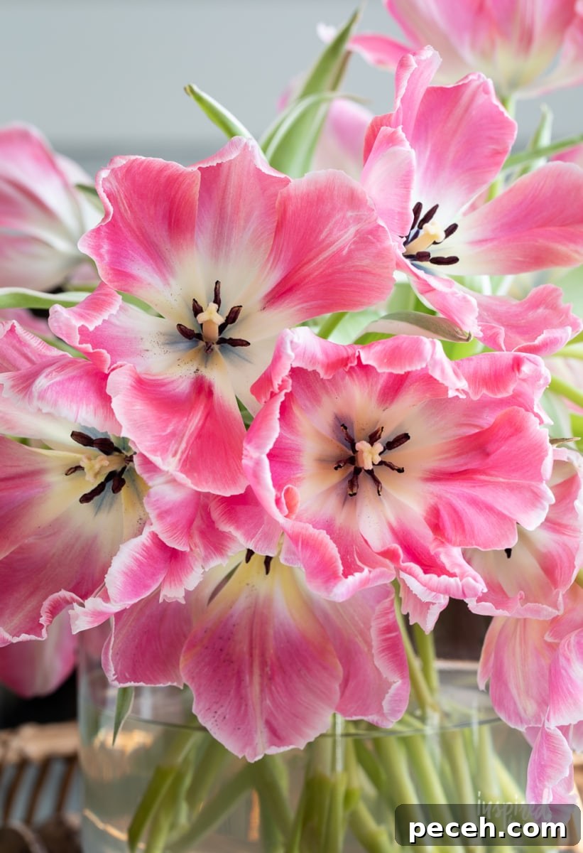 Tulip Arrangement Guide: Creative Tips for Stunning Bouquets 9 pink tulips open arrangement